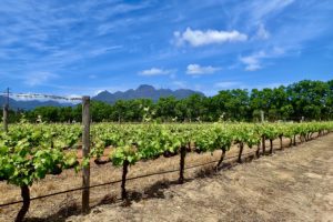 WEINGUT BLAAUWKLIPPEN