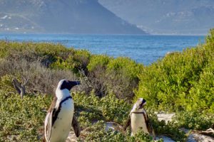 SIMON'S TOWN - PINGUINE UND WALE