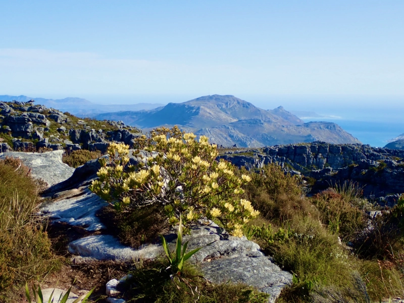 Das weitläufige Bergplateau mit Wanderwegen, Aussichtspunkten und über 1.400 verschiedenen Pflanzenarten erinnert eher an ein Gebirge als an eine Großstadt.