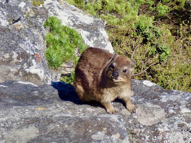 Auf dem Tafelberg leben einige Dassies (Klippschliefer), die nächsten Verwandten des Elefanten. Vielleicht entdeckst auch du welche!
