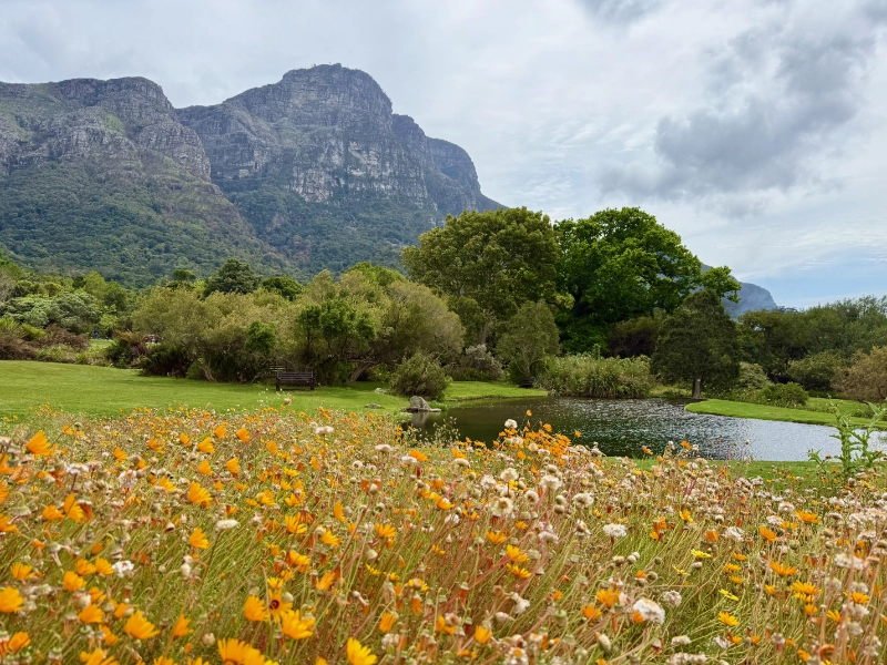 Orangefarbene Kapringelblumen blühen im Botanischen Garten Kirstenbosch und im Hintergrund ragt der Tafelberg empor.