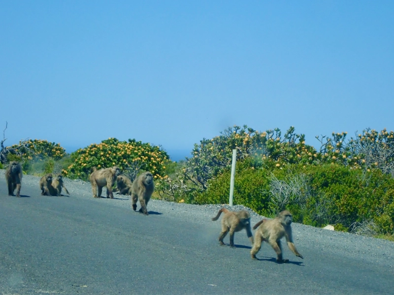 Die Pavianfamilie, von der zwei Tiere auf unserem Mietwagen unterwegs waren.