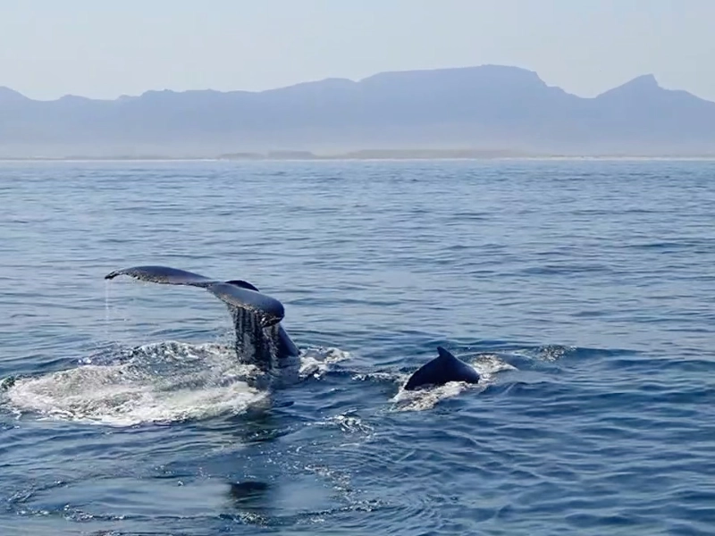 Zwei Buckelwale in der False Bay vor Simon’s Town – eine Mutter mit ihrem Kalb.