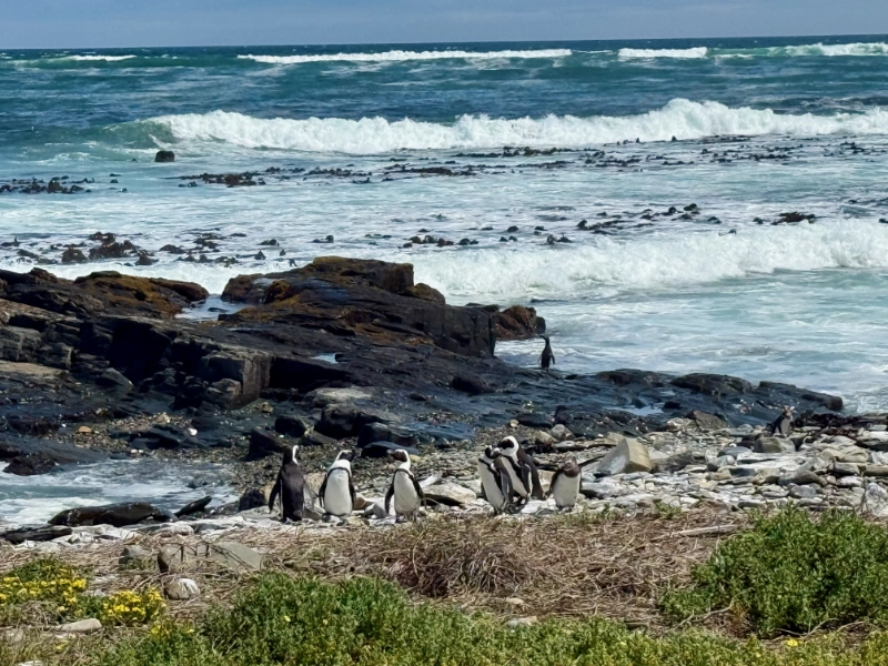 Während der Busrundfahrt über Robben Island entdecken wir acht Brillenpinguine am Ufer.