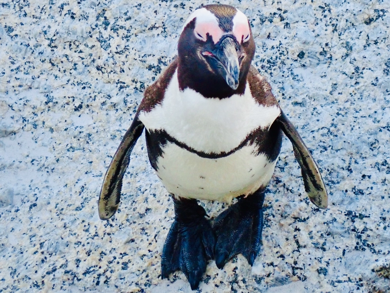 Ein Pinguin ganz nah auf einem Felsen. Lächelt er etwa in die Kamera?