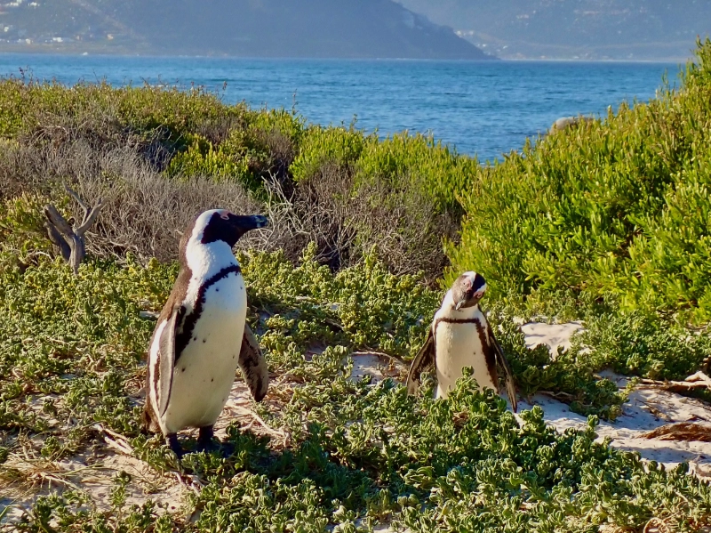 Vom Steg des Besucherzentrums lassen sich die Pinguine gut beobachten, wie sie miteinander interagieren – auch zwischen den Sträuchern.