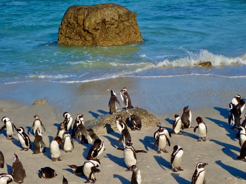 Brillenpinguine am Boulders Beach. Ob die beiden auf dem Felsen flirten?